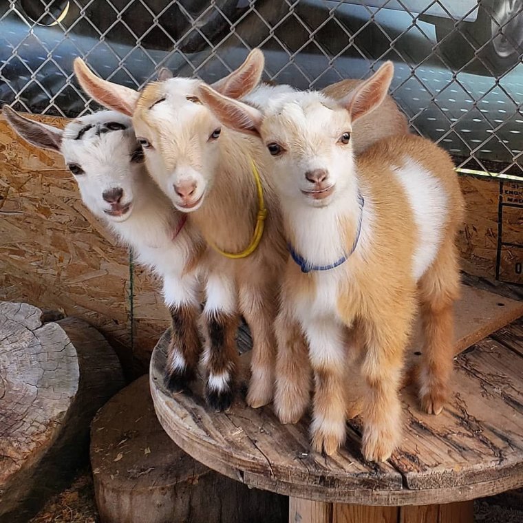 Three Goats photo