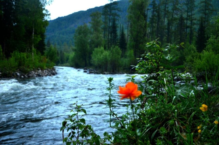 Саяны Красноярский край жарки