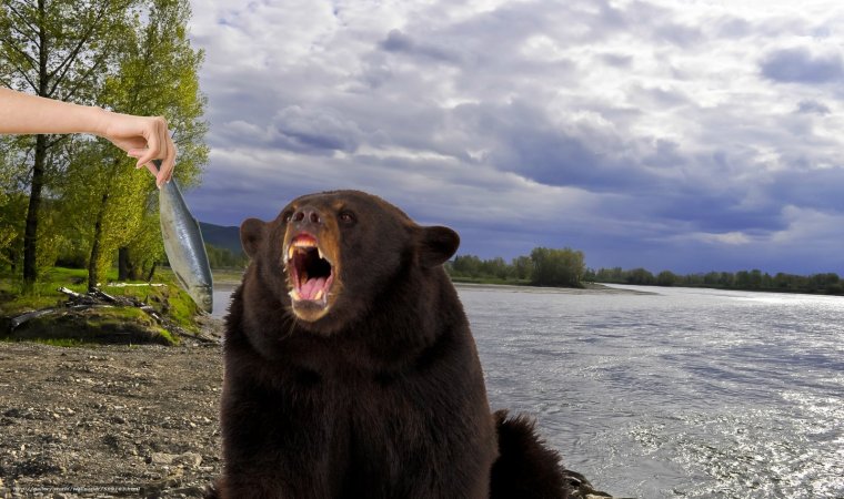 Река Енисей и медведь