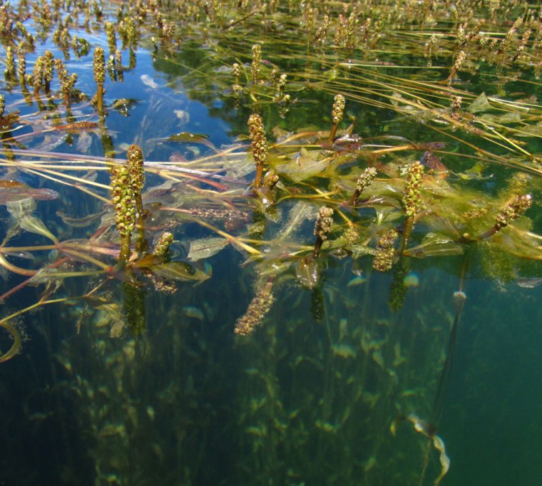 Рдест малайский