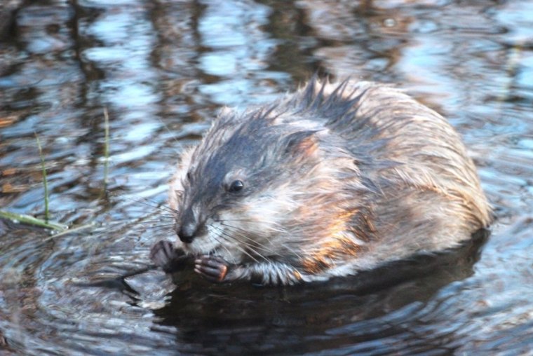 Выдра и ондатра