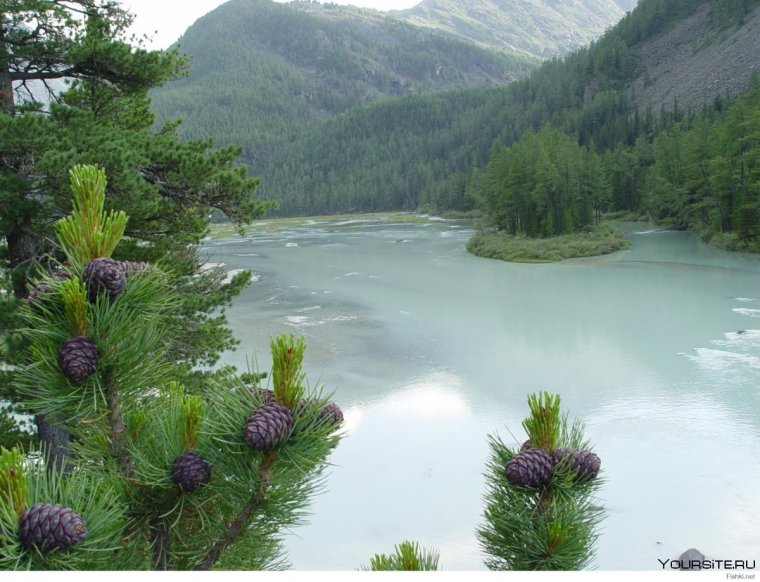 Верхоянская Тайга