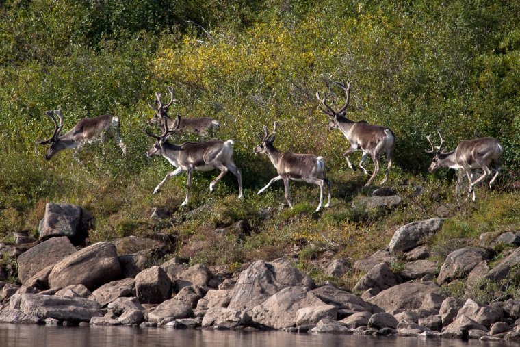 Таймырский заповедник дикий Северный олень