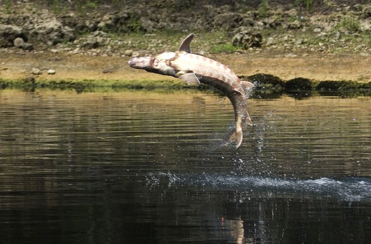 Щука и осетр