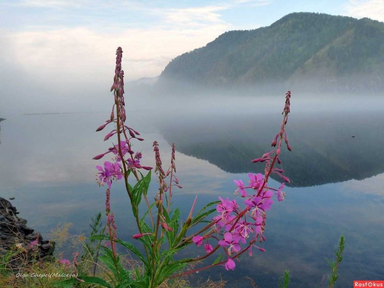 Растения реки Енисей