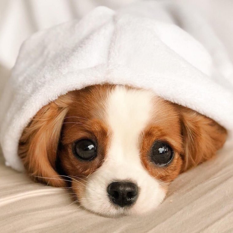 Щенки лапочки