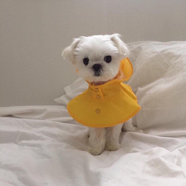 Очень милая собачка