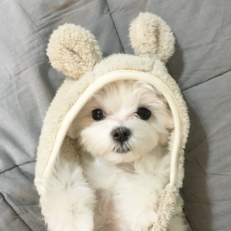 Милая собачка