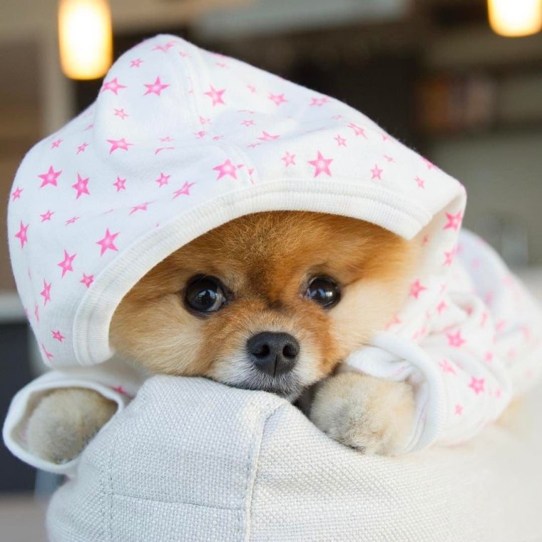 Милые щеночки в шапочках