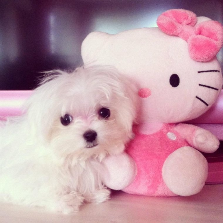 Милые щенята розовые