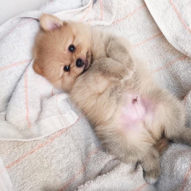 Померанский шпиц хомячок