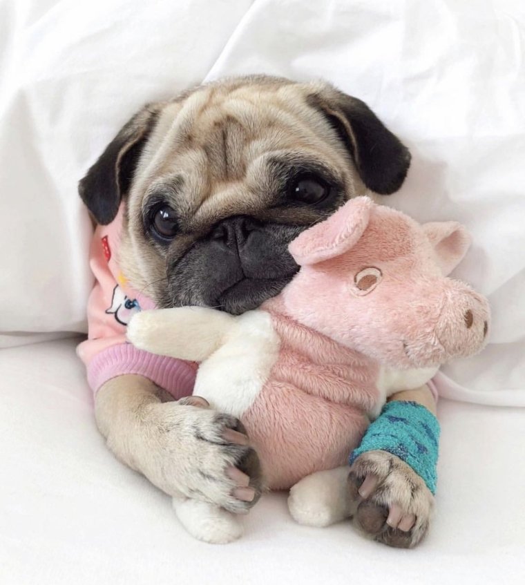 Милые собаки мопсы