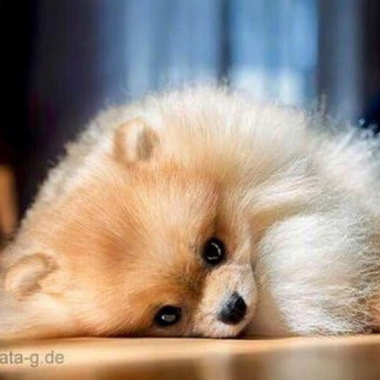 Померанский шпиц милашка