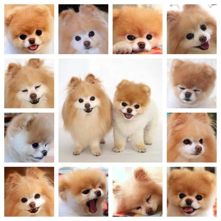 Много померанских шпицев