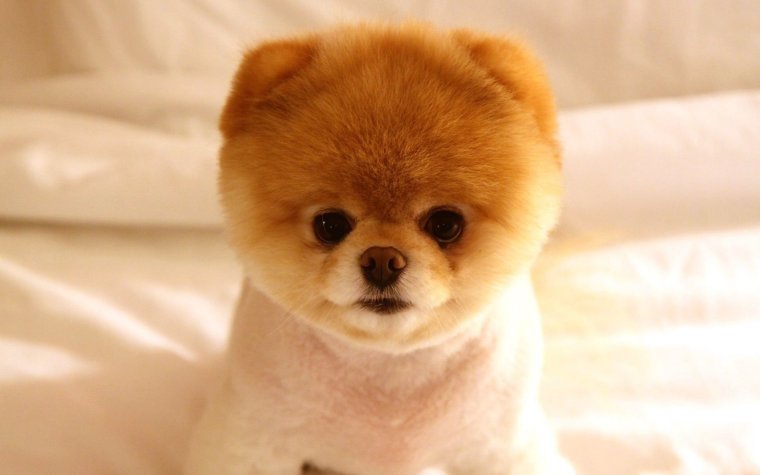 Bobo померанский шпиц