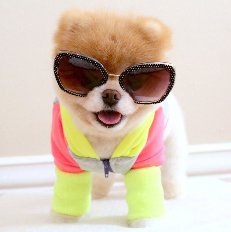 Милые песики