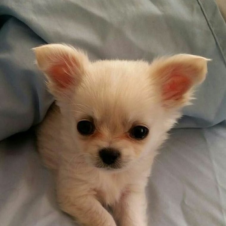 Чихуахуа Пуппи