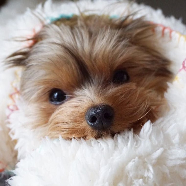 Милые щеночки Йоркширский терьер