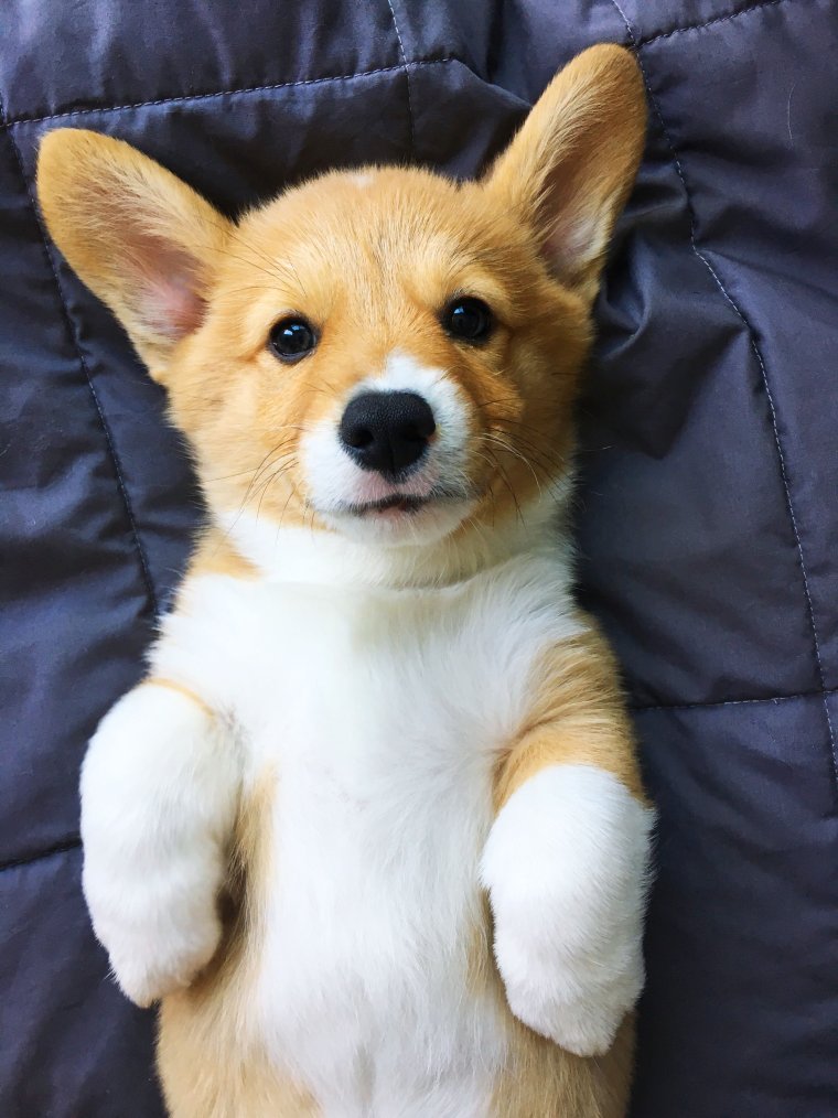 Корги Коржик