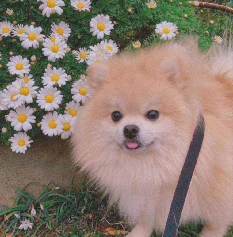 Шпиц померанский улыбка