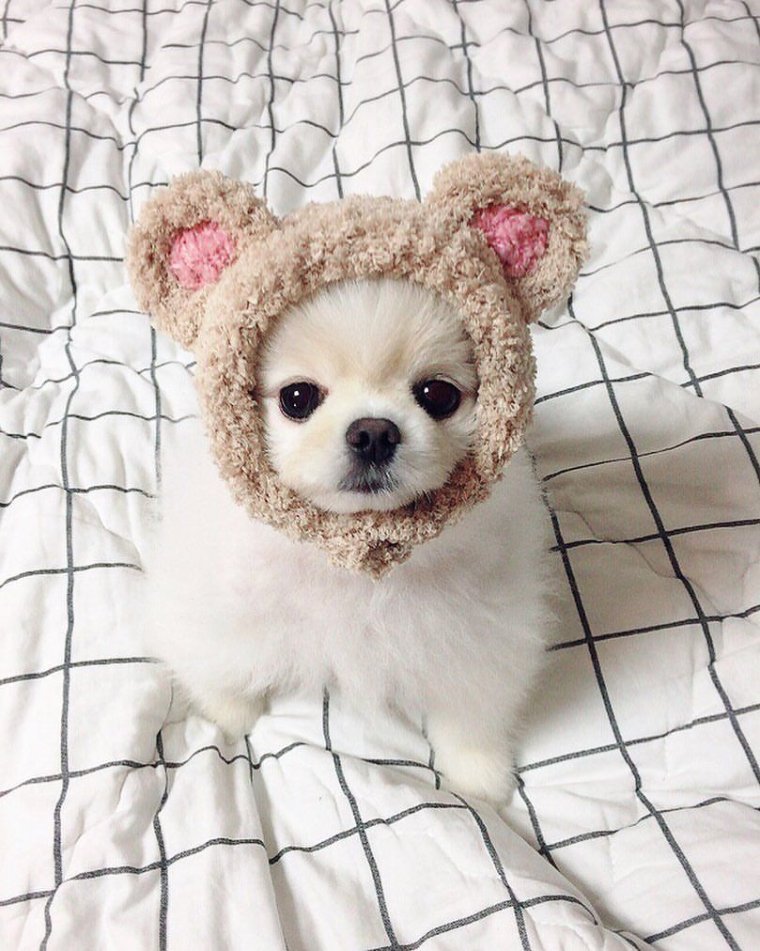 Миленькие собачки