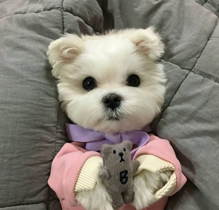 Маленькие декоративные собачки