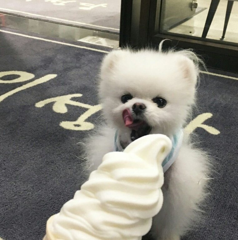 Эстетика собачек