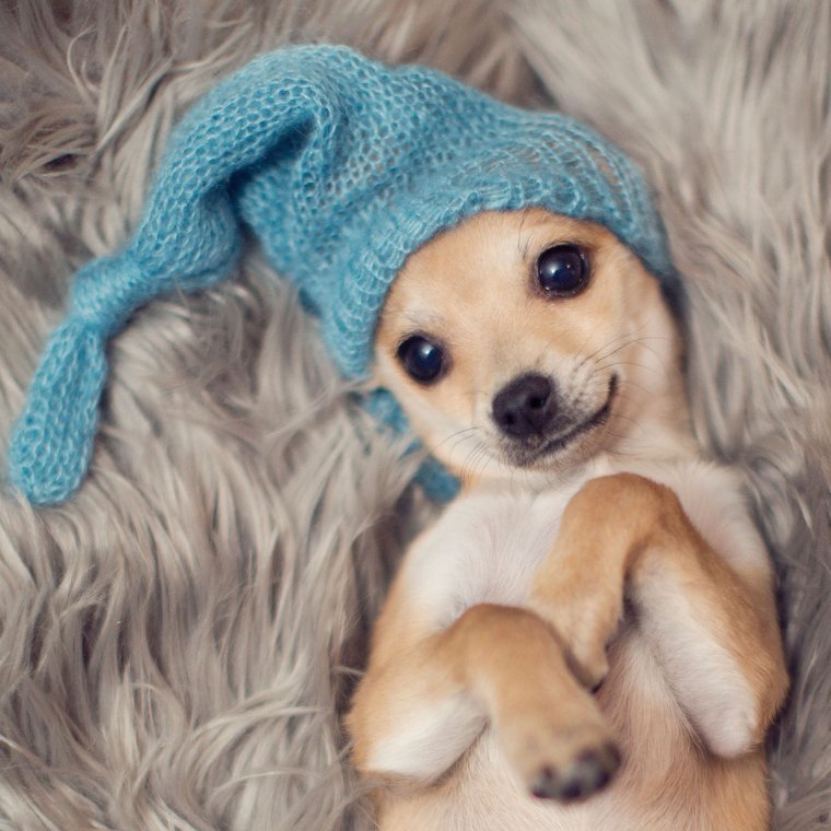 Милые собачки