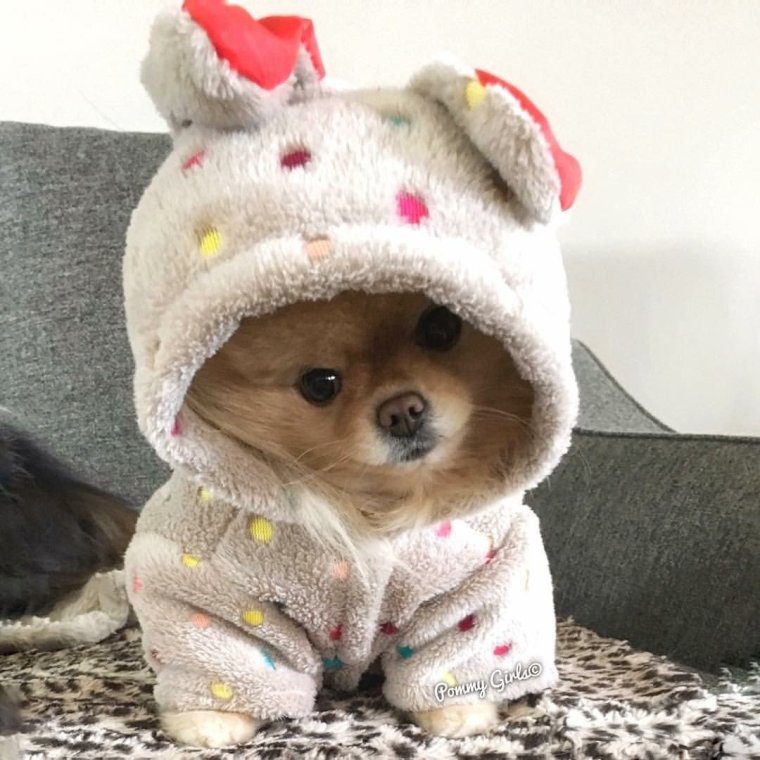 Милые собачки в костюмчиках