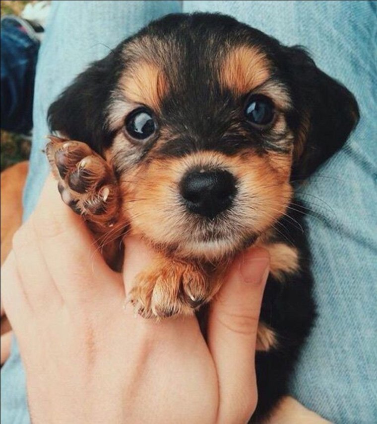 Эстетика щеночков