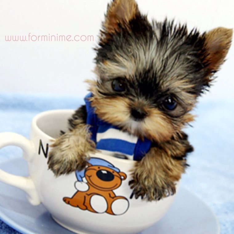 Чихуахуа шпиц Йоркширский терьер