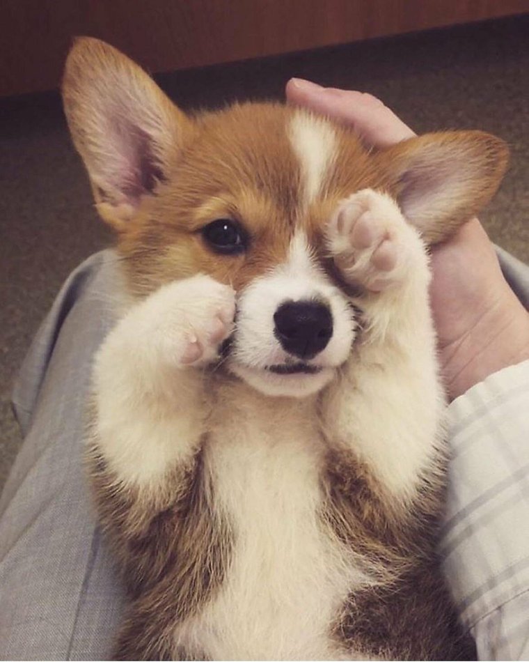 Корги Эстетика