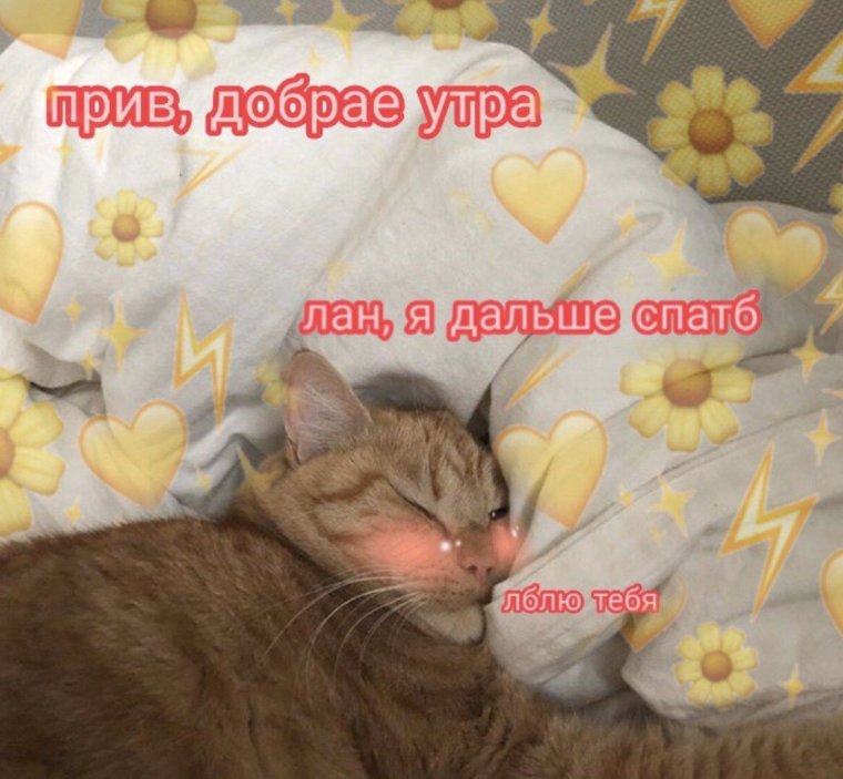 Доброе утро котики с сердечками