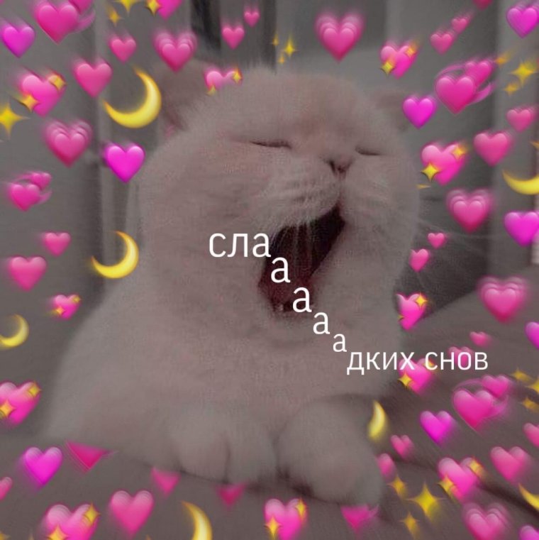 Пикчи с котиками спокойной ночи