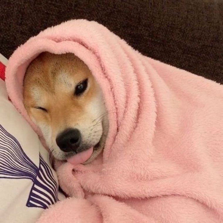 Милые собачки с надписями