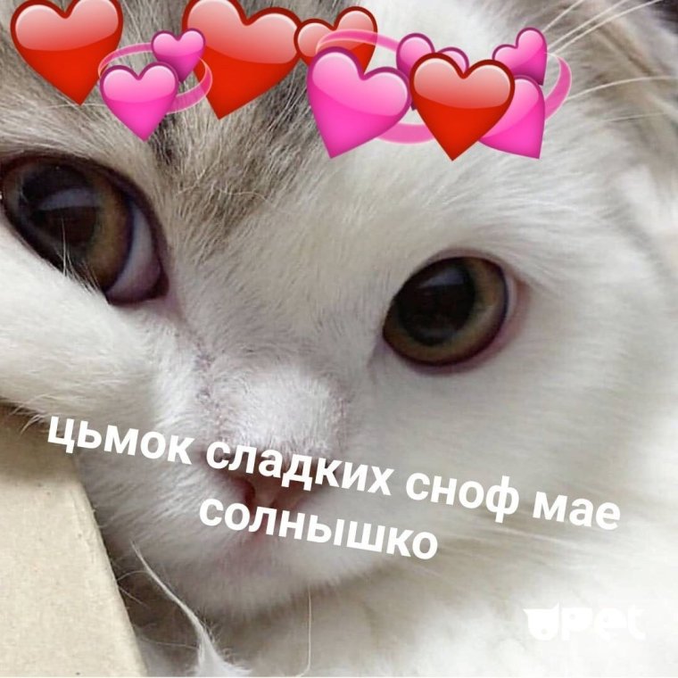 Спокойной ночи котики с сердечками