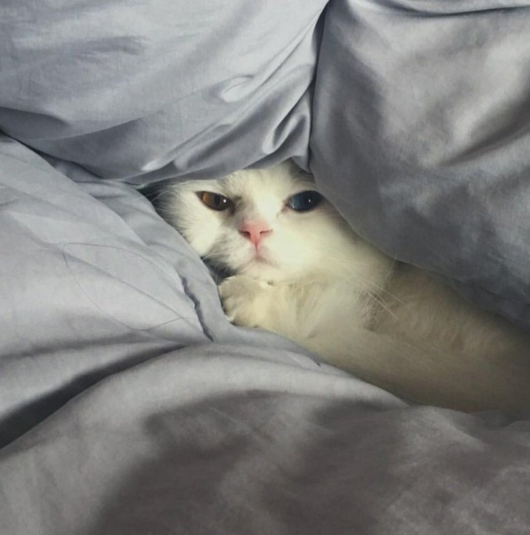 Пикчи с котом