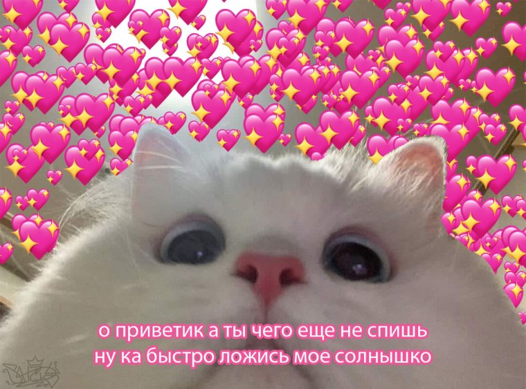 Котики с сердечками над головой