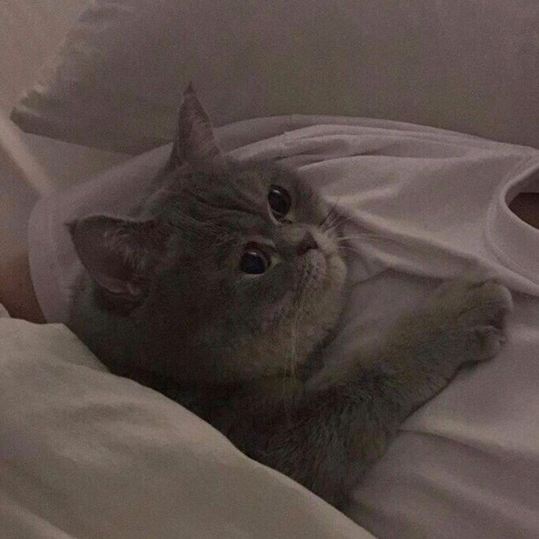 Ну патилуй кот