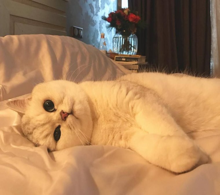 Пикчи сладких снов с котиками