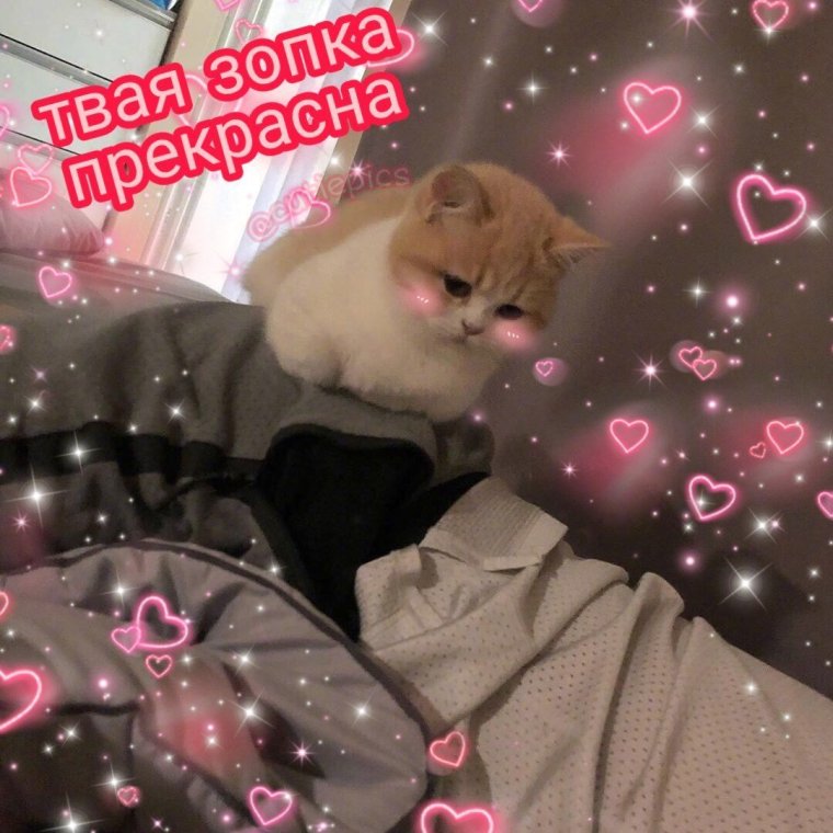 Спокойной ночи котики с сердечками