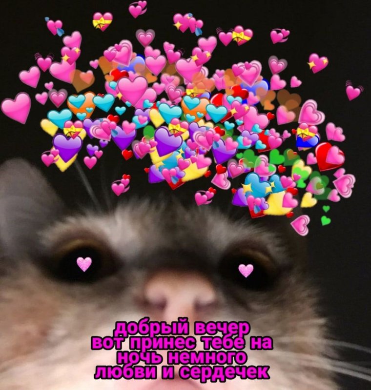 Милые пикчи с котиками с днем рождения