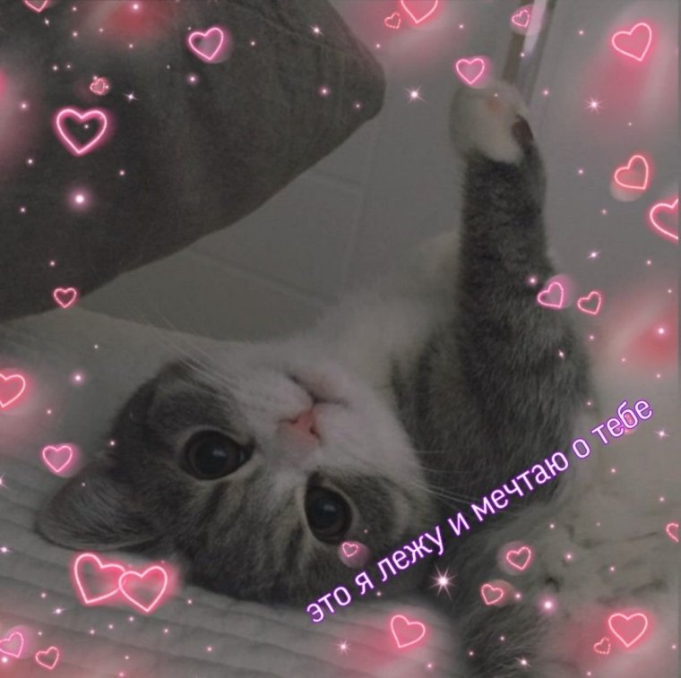 Милые котики с сердечками спокойной ночи