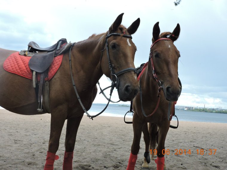 Конныве отпчды Довыдова название