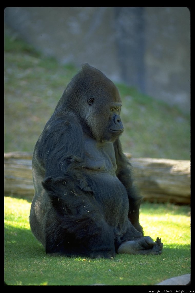 Толстые гориллы