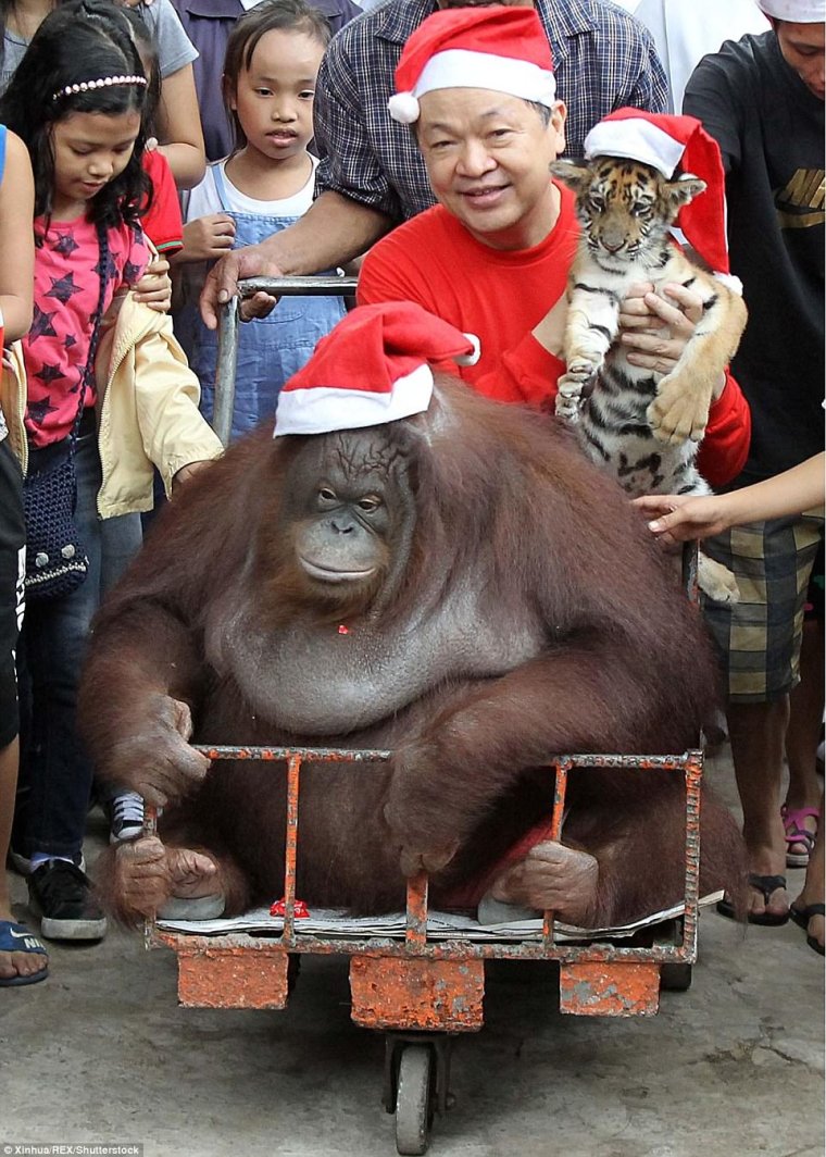 Жирный орангутанг