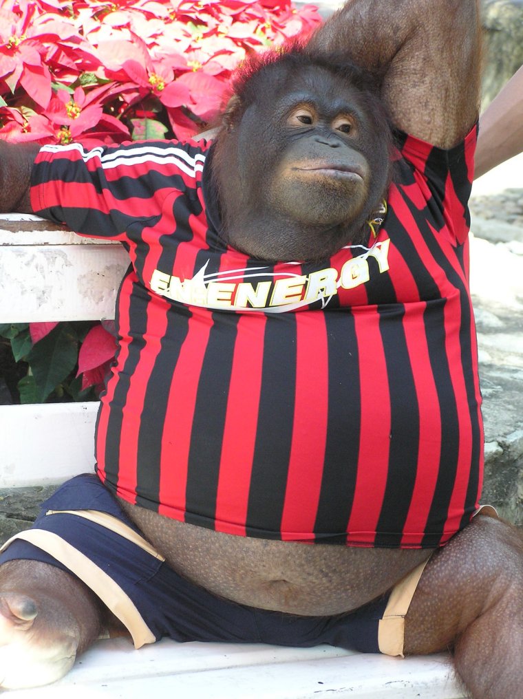 Модная обезьянка