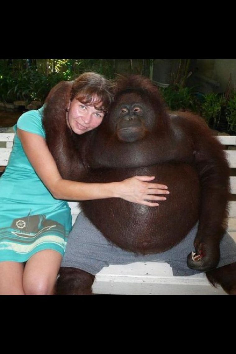 Толстенькая обезьянка