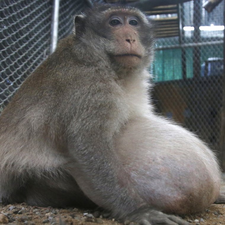 Толстая обезьяна МУКБАНГ