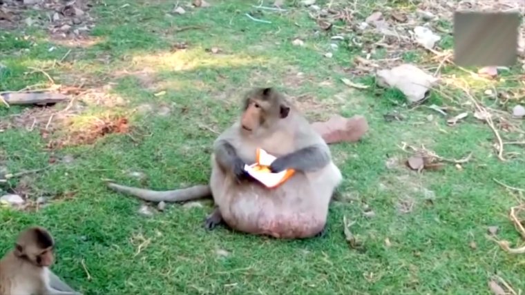 Недавно родившийся обезьян жирная